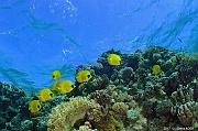 Chaetodon semilarvatus poisson papillon jaune ambiance-Safaga Panomara Reef Sud-25m-20171123-Denis-ADER-DSC_3551_tn
